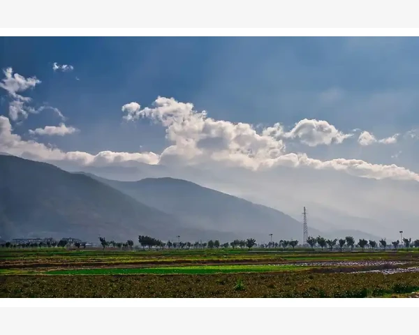 艾草除湿驱寒贴：一种有效的中医疗法